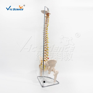 Modèle naturel de l'os occipital et des points d'origine et d'insertion des muscles pelviens des ceintures de la moelle épinière plus grande. - Product Image 5