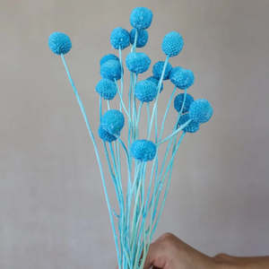 <span class=keywords><strong>B</strong></span> - 2 séchées Craspedia Dry <span class=keywords><strong>Billy</strong></span> Balls Fleurs séchées Décoration de la maisonArrangements floraux <span class=keywords><strong>Billy</strong></span> Boutons Décoration de mariage Cadeaux - Product Image 3