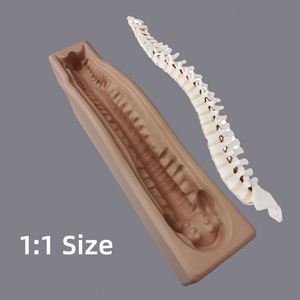 KyrenMed-Soporte Cervical <span class=keywords><strong>Posterior</strong></span> para Columna Vertebral, Base de Modelo de Hueso de <span class=keywords><strong>Esqueleto</strong></span> Humano, con Diseño de Base, de Modelo de <span class=keywords><strong>Esqueleto</strong></span> Humano, con Diseño A LA Moda, para el Hogar, con Diseño de Cuello, a la Moda - Product Image 2