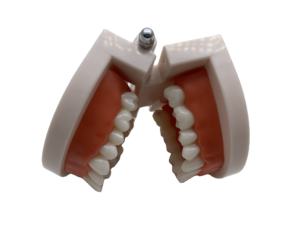 Modelo Dental de plástico estándar médico de dientes modelo de enseñanza Dental modelo de dientes para niños y educación escolar que muestra - Product Image 4