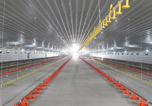 La griglia di pollo commerciale autogestita su larga scala ospita attrezzature per pollame con struttura in acciaio per uso agricolo - Product Image 5