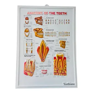 医药广告定制打印3d压花医疗海报3d牙科解剖挂图