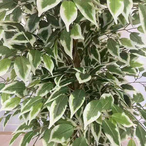 Plantas de imitación para interiores, plástico barato, Higo llorón realista, árbol de bonsái, planta de Ficus de <span class=keywords><strong>Benjamin</strong></span> Artificial, decoración de árbol de bonsái - Product Image 5