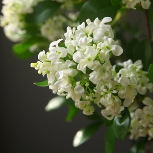 ดอกไลแลคประดิษฐ์ มูราญ่า ปานิคูลาตา ดอกไม้ผ้าไหม สีขาว ชมพู ม่วง เหลือง สีแชมเปญ ของตกแต่งบ้าน อุปกรณ์ประกอบฉากงานแต่งงาน - Product Image 3