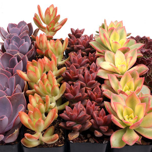 Suculentas de colores vibrantes y llamativos en macetas de 2 pulgadas, paquete a granel de suculentas en tonos cálidos para exhibiciones en eventos y reventa al por mayor - Product Image 4