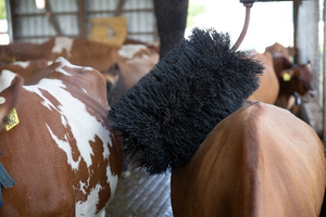 Nhà Sản Xuất Trực Tiếp Cho Gia Súc Tự Động Dawling Bò Cơ Thể Làm Sạch Bàn Chải Con Lăn - Product Image 2