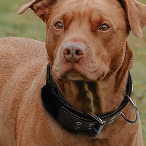 Hebilla de Metal ajustable de 2 pulgadas de ancho, cuatro capas de espesor, collares de perro resistentes para perros <span class=keywords><strong>Bully</strong></span> <span class=keywords><strong>Pitbull</strong></span> - Product Image 6