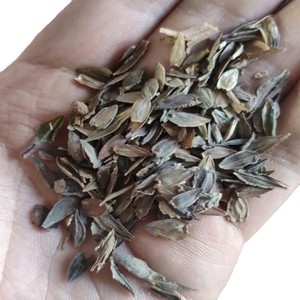 <span class=keywords><strong>Semi</strong></span> <span class=keywords><strong>di</strong></span> Zinnia: Acquisto E-commerce Semplice, Dropshipping, Lunga Durata <span class=keywords><strong>di</strong></span> Fioritura, Facile Germinazione, in Vaso e Confezionati - Product Image 5