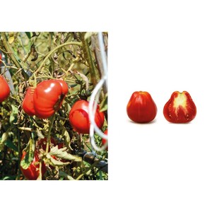 Sốt Cà Chua Ý Spaccatella 550G - Product Image 3