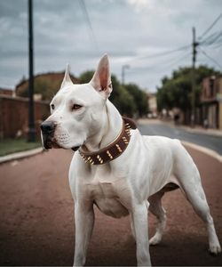 Collar para mascotas con pinchos de cuero genuino hecho a mano de primera calidad Collar de perro de cuero resistente de 2,2 pulgadas de ancho - Product Image 6