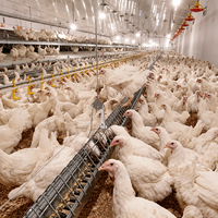 Équipement d'éleveur automatique de canards de chair Mangeoire d'alimentation domestique Élever du poulet en croissance Système de plancher de volaille Machines de ferme pour poulets