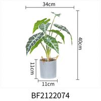 Plantes à tête de flèche lot de 1, plantes naturelles pour amoureux des plantes, Rare, plante, synyounum, podolllin, albo-variegum