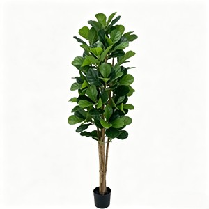 Prix de gros du Ficus pandurata, plantes à feuilles persistantes et durables - Product Image 1