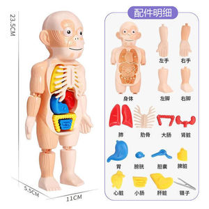 Modelo de Anatomía Humana de Plástico Desmontable, Juguete Educativo de Ciencias Médicas, Estructura Corporal 3D - Product Image 5