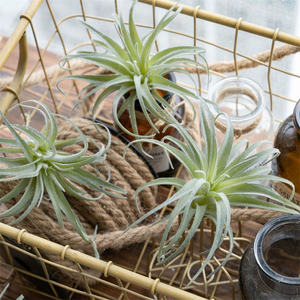 Bromelia suculenta artificial, pequeñas plantas <span class=keywords><strong>en</strong></span> maceta para decoración de oficina, escritorio, 2 unidades - Product Image 4