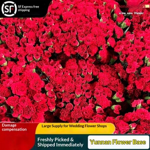 Bouquet <span class=keywords><strong>de</strong></span> <span class=keywords><strong>fleurs</strong></span> fraîches coupées Carnation, livraison directe pour la Fête des Mères et la Fête des Enseignants, usage domestique - Product Image 4