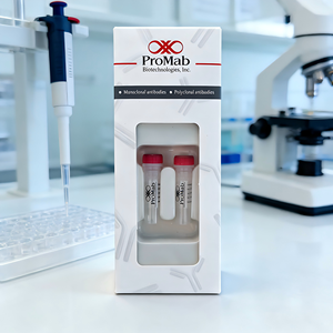Monoclonal de lapin pour <span class=keywords><strong>CoREST</strong></span> - Product Image 5