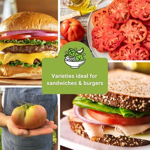Beefsteak biologique sans OGM Kellogg's Cherokee Purple Mortgage Lifter Heirloom Tomato Sow Packet pour la maison Plancher écologique - Product Image 4