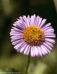Erigeron breviscapus ผง98% สกัดจาก breviscapin - Product Image 3