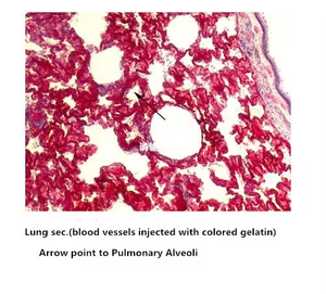 मेडिकल माइक्रोस्कोप स्लाइड ब्लड स्मीयर के लिए निर्धारित रक्त परीक्षण माइक्रोस्कोप स्लाइड - Product Image 4