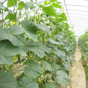 Película para Invernadero con 5 Años <span class=keywords><strong>de</strong></span> Garantía Anti-UV, 200 Micras, Difusora <span class=keywords><strong>de</strong></span> Luz y Anti-Goteo, Plástico Agrícola, <span class=keywords><strong>de</strong></span> Fábrica con 61 Años <span class=keywords><strong>de</strong></span> Experiencia - Product Image 6