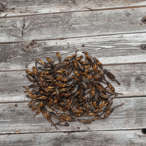 Sıcak satış ince işlenmiş dondurularak kurutulmuş 4-6cm pelet solucanlar balık gıda cilt ve ceket sağlık için - Product Image 5