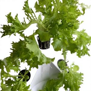 Nuevo Sistema de Cultivo Vertical Hidropónico Motorizado para el Hogar con Componente de Bomba Automática PLC y Garantía de 6 Meses - Product Image 1