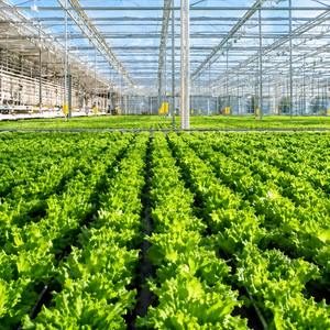 ฟิล์ม PE ส่งแสงสูง Skyplant สำหรับโรงเรือนเกษตรแบบหลายช่วง แผงใสสองชั้นประสิทธิภาพสูง แข็งแรงทนทาน - Product Image 5