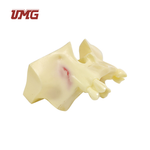 UM-Z14 gigi Model gigi, latihan angkat Sinus - Product Image 5