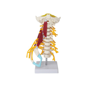 Modèle squelettique médical humain FRT040, sept vertèbres cervicales avec muscles et nerfs, en PVC. - Product Image 4