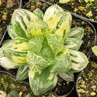 Plante Haworthia écologique pour la décoration intérieure, hauteur 6-7 cm, absorption du formaldéhyde, cadeau, entretien facile, origine Chine