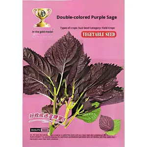 ผักสี่ฤดู อัตราการงอกสูง สำหรับกะหล่ำปลีจีน รุ่น BB436 ผลิตในจีน ขายส่งจากฟาร์มเพื่อความเจริญรุ่งเรือง - Product Image 3