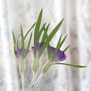 <span class=keywords><strong>Fleurs</strong></span> de Corncockle Séchées Naturelles avec Tiges – Fourniture en Gros de Plantes Pressées pour Bijoux en Résine et Matériaux de Bricolage - Product Image 3