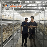Nouvelles cages automatiques pour poules pondeuses, systèmes d'alimentation et d'abreuvement automatiques, galvanisées à chaud, capacité 60-80, équipement d'élevage avicole