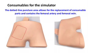 Simulador de Entrenamiento ECMO - Modelo de Entrenamiento de Punción Arterio-Venosa Femoral Guiada por Ultrasonido zhizao - Product Image 2