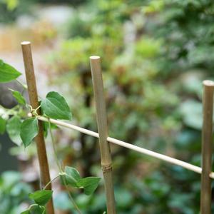 Poteau en <span class=keywords><strong>bambou</strong></span> prêt à l'emploi <span class=keywords><strong>pour</strong></span> <span class=keywords><strong>support</strong></span> de fleurs de jardin de cour et vigne grimpante Le <span class=keywords><strong>bambou</strong></span> améliore l'expérience de jardinage - Product Image 4