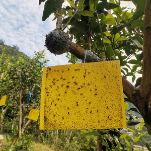 Herramienta desechable para atrapar insectos, trampas amarillas, tablero adhesivo para avispas, mosquitos y moscas de la fruta - Product Image 1