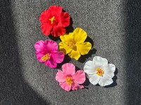 Vente en gros d'oeufs tropicaux en mousse têtes de fleurs artificielles EVA Plumeria têtes de fleurs pour décor hawaïen