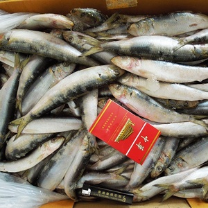 Sardinas Frescas Congeladas en Oferta, Producto de Pescado de Primera Calidad - Product Image 4