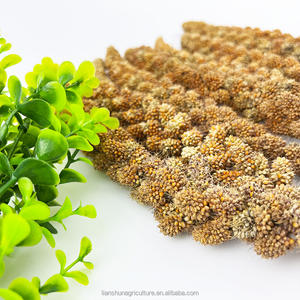 Fabrikant Leveren Rode Gierst Spray Uit China - Product Image 3