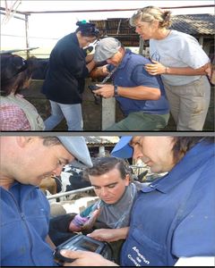 2024 termurah genggam portabel dokter hewan pemindai Ultrasound <span class=keywords><strong>probe</strong></span> Mini mesin Ultrasound untuk reproduksi - Product Image 5