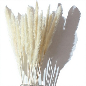 Bestseller: Erba della Pampa Naturale Essiccata Fornita Direttamente dalla Fabbrica, Ideale per Matrimoni, Halloween, Capodanno e Festa della Mamma - Product Image 1