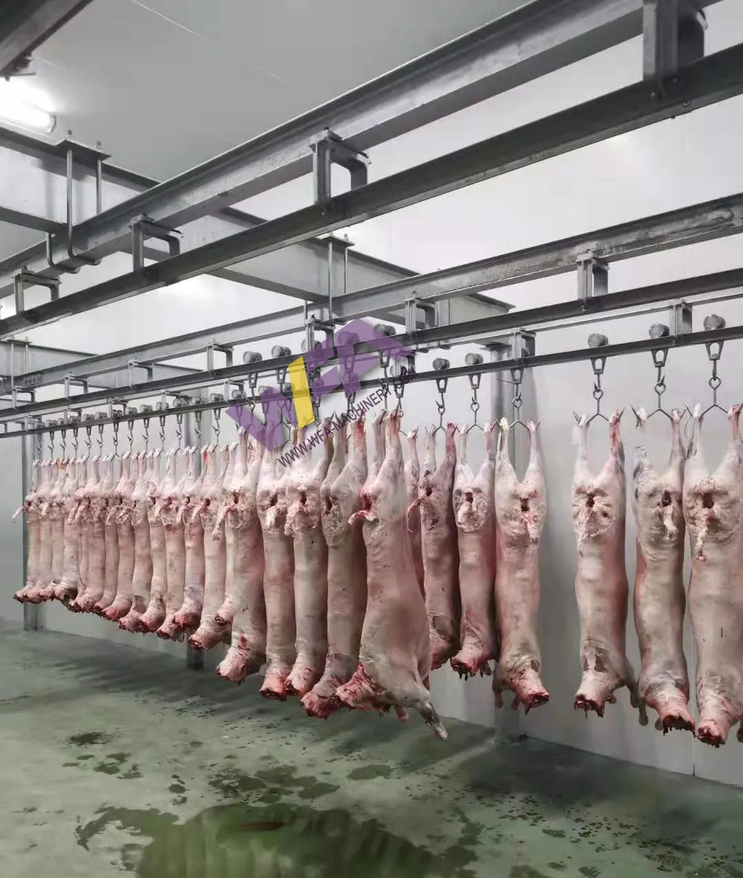مشروع تسليم المفتاح كامل ذبح الأغنام الحلال لحم الماعز مع آلة جزارة