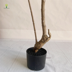 Vente <span class=keywords><strong>en</strong></span> gros de plantes <span class=keywords><strong>en</strong></span> <span class=keywords><strong>bambou</strong></span> sacré Nandina Domestica arbustes d'ornement vivants pour l'aménagement paysager décoration extérieure - Product Image 4