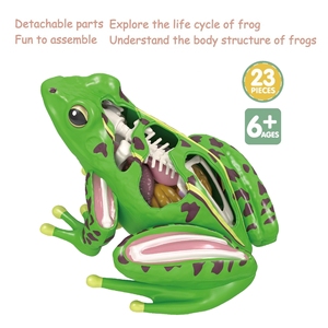 Modèle anatomique <span class=keywords><strong>de</strong></span> grenouille en 23 pièces - Kit scientifique <span class=keywords><strong>de</strong></span> biologie 4D détachable pour <span class=keywords><strong>l</strong></span>'éducation STEM et les laboratoires scolaires - Product Image 2