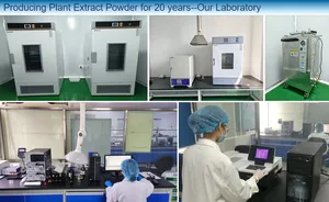 สารสกัดผลไม้เบล 10:1 สำหรับการควบคุมน้ำหนัก สุขภาพลำไส้ และการช่วยย่อยอาหาร - Product Image 5