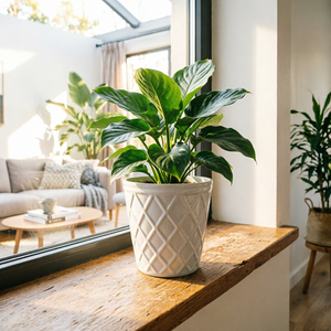 กระถางดอกไม้เซรามิคลายนูนเพชรขายดีปี 2026 จากโรงงานโดยตรง สำหรับตกแต่งบ้าน สวน ระเบียง สำนักงาน ทั้งภายในและภายนอกอาคาร - Product Image 3