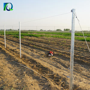 Piquets de vigne galvanisés à chaud à prix avantageux, type Y/T, poteaux de treillis métalliques pour vignoble - Product Image 4