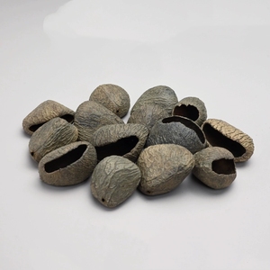 Wholesale Natural Hollow Pangi Fruit Shell For Meditation And <b>Wind</b> <b>Chime</b> - Product Image 2