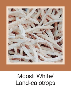 Wholesale Supply 100% Natural Safed Muslli Root White Mossli Root Vegan Herbal <b>Extract</b> - Product Image 3